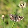 Grizzled Skipper _MG_1334